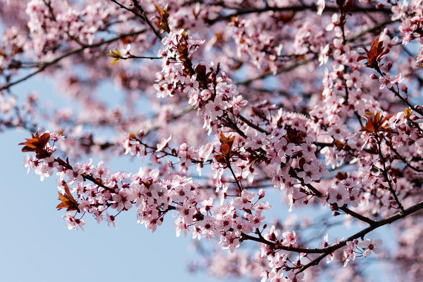 blommande träd på våren. blommande knoppar och blommor på en trädgren. foto