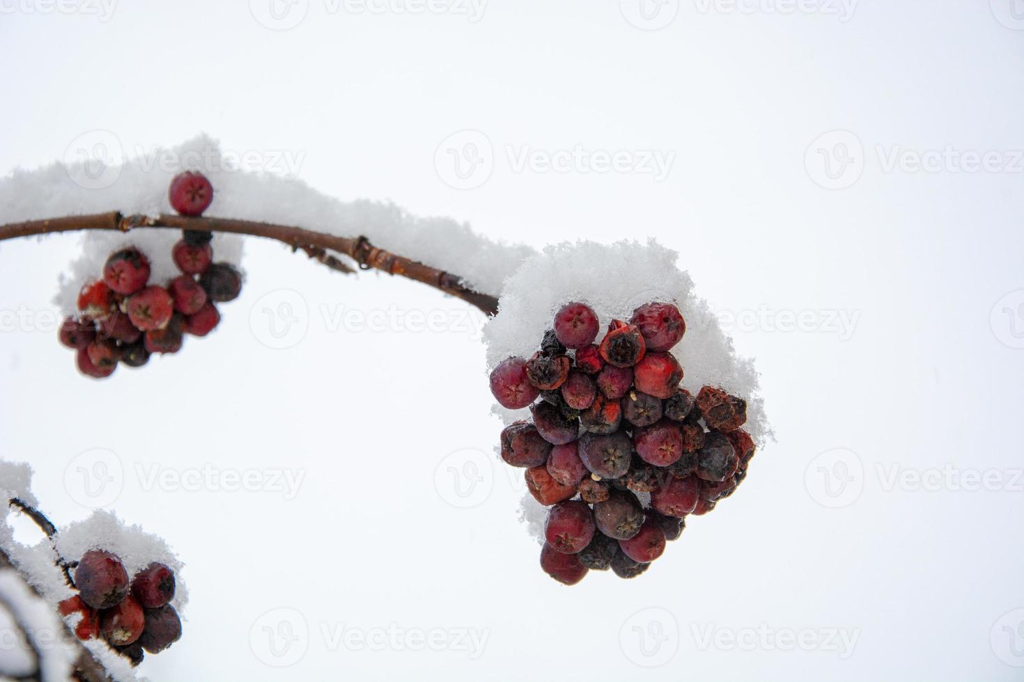 en gren i rader av rönnträd under snön. foto