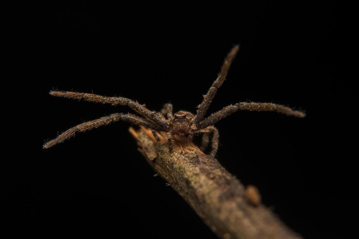hoppande spindel rovdjur naturmiljö foto