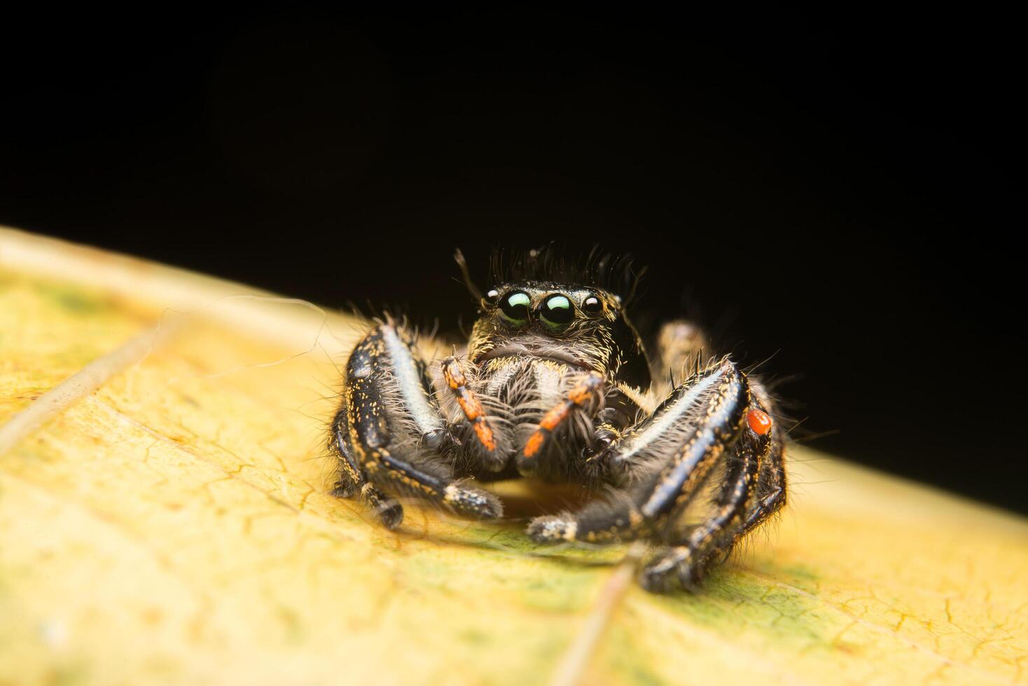 hoppande spindel rovdjur naturmiljö foto