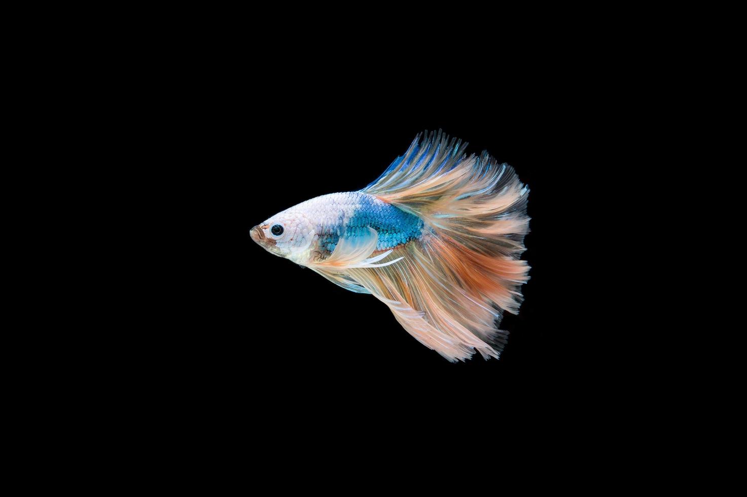 vackra färgglada siamesiska betta fisk foto