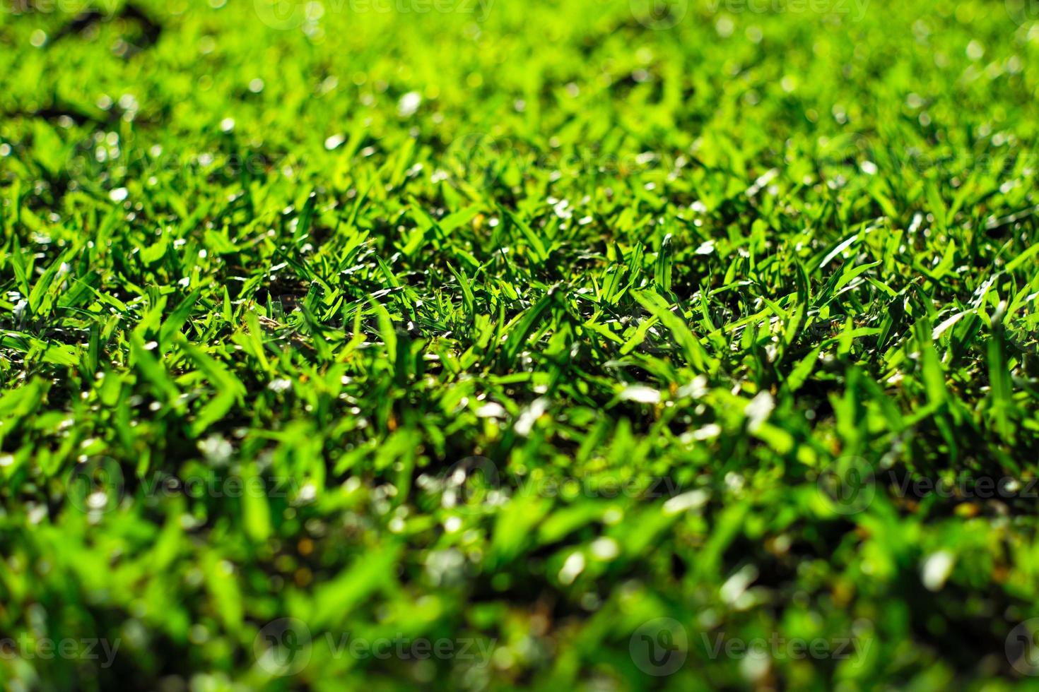 selektiv fokus gräsplantagen på marken med suddig förgrund och bakgrund av gräsmatta fält foto