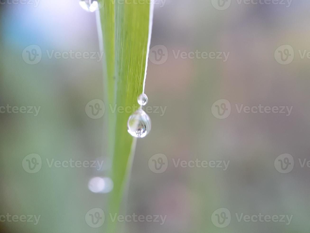 närbild av vattendroppar på blad, oskärpa bakgrund foto