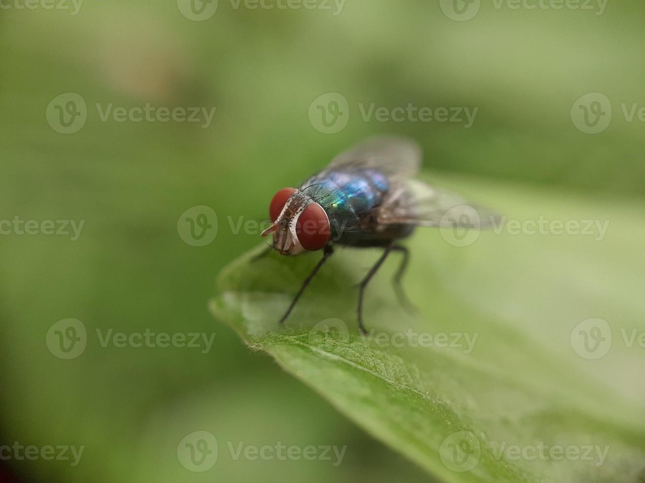 närbild av grön fluga på blad, oskärpa bakgrund foto