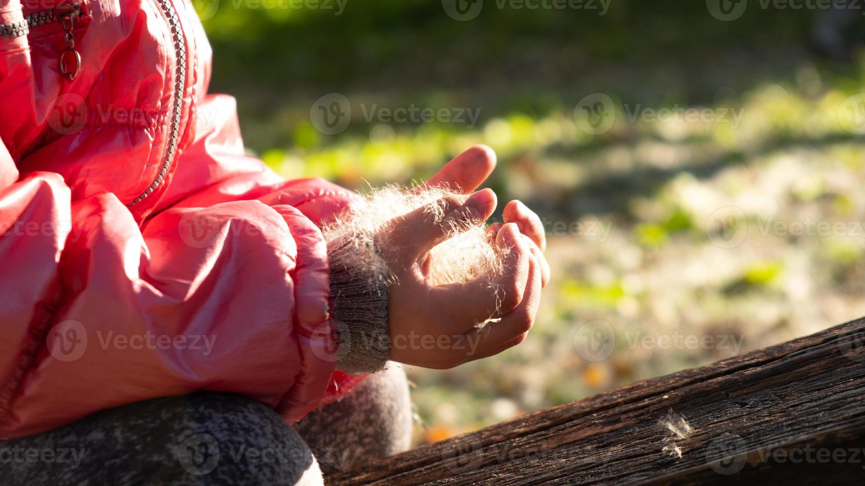 liten flicka håller ludd från vass i händerna, bra väder foto