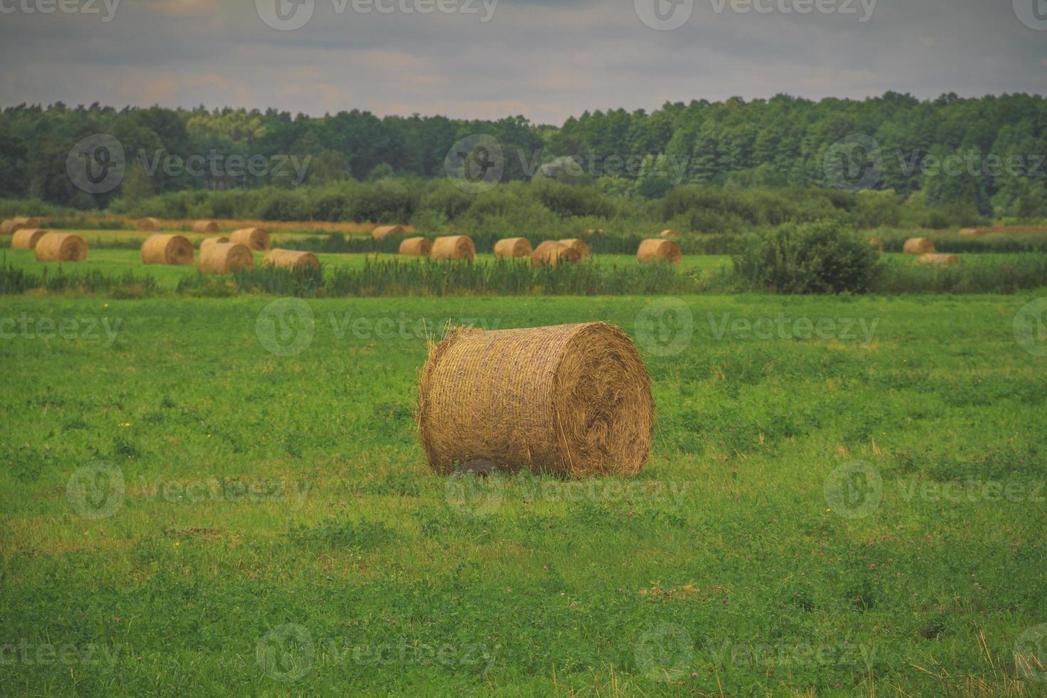 hö rullar i grönt fält foto