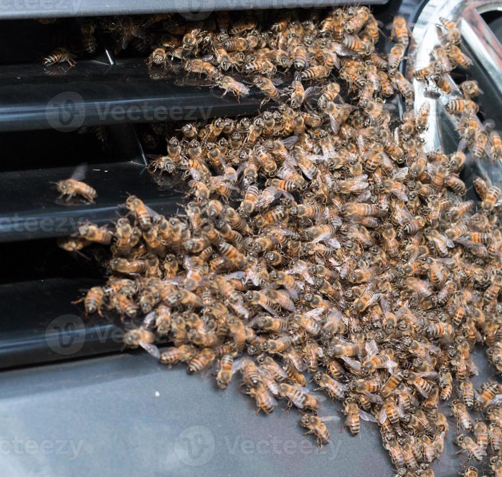 en svärm av bin svärmar runt frontgrillen på en bil foto