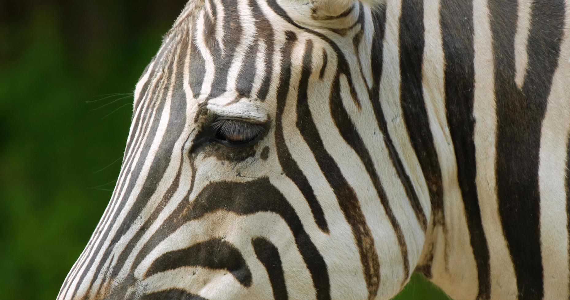 närbild porträtt av zebra foto