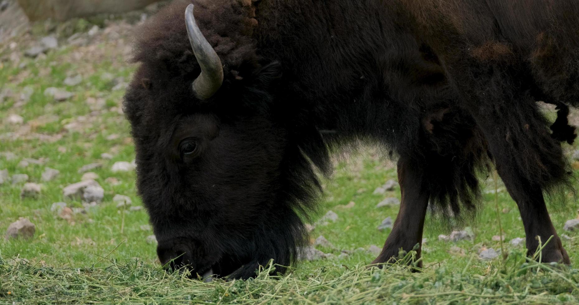 närbild bild av bison foto