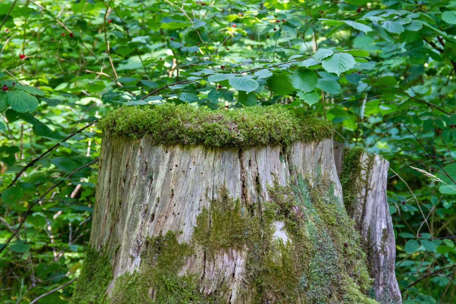 mossa täckt gammal trädstubbe foto