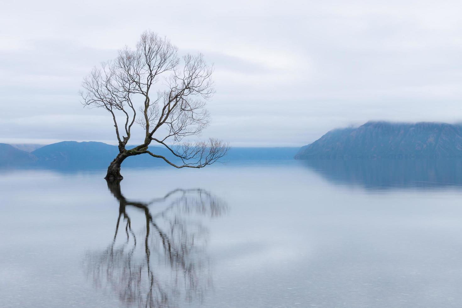 wanaka-trädet, det mest kända pilträdet i sjön wanaka, Nya Zeeland foto