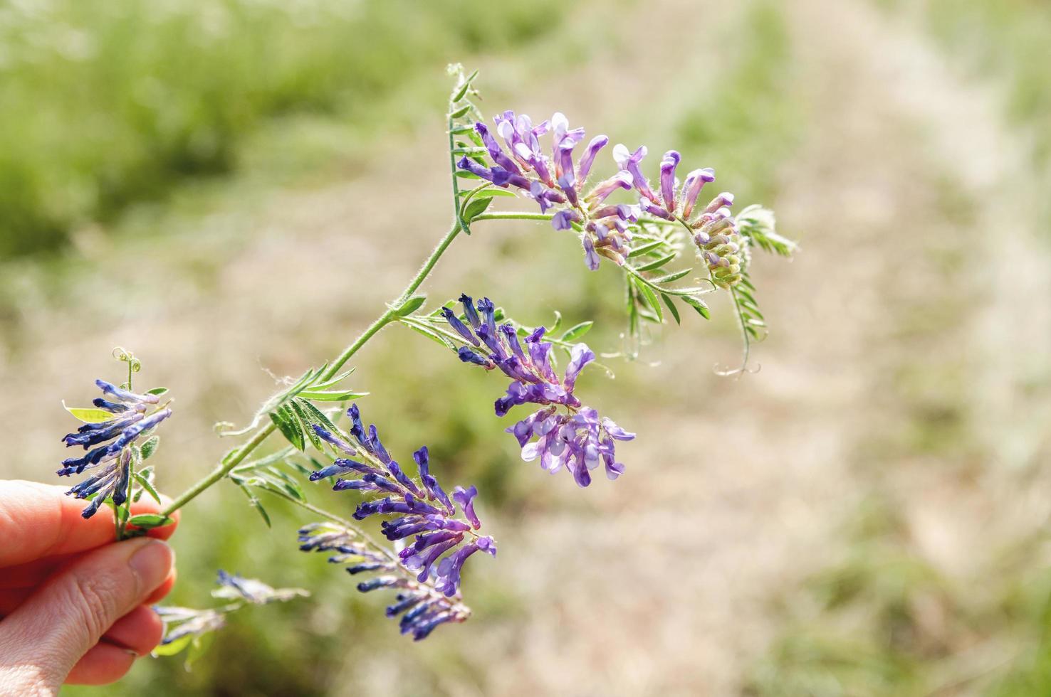 vackra lila vilda blommor i ängsnatur. foto