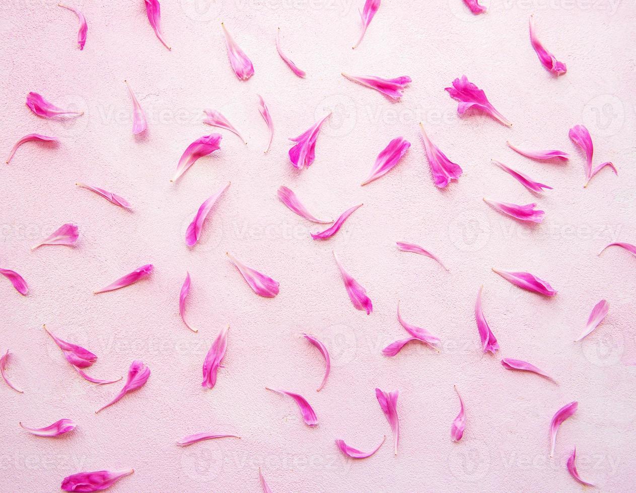 rosa pionblad foto