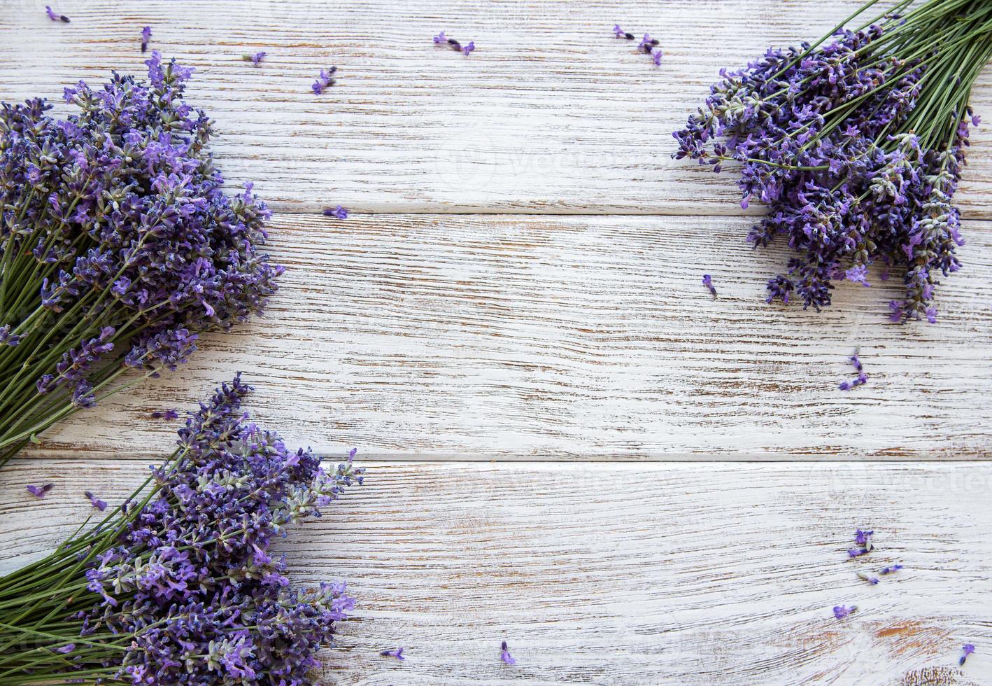 färska blommor av lavendel foto