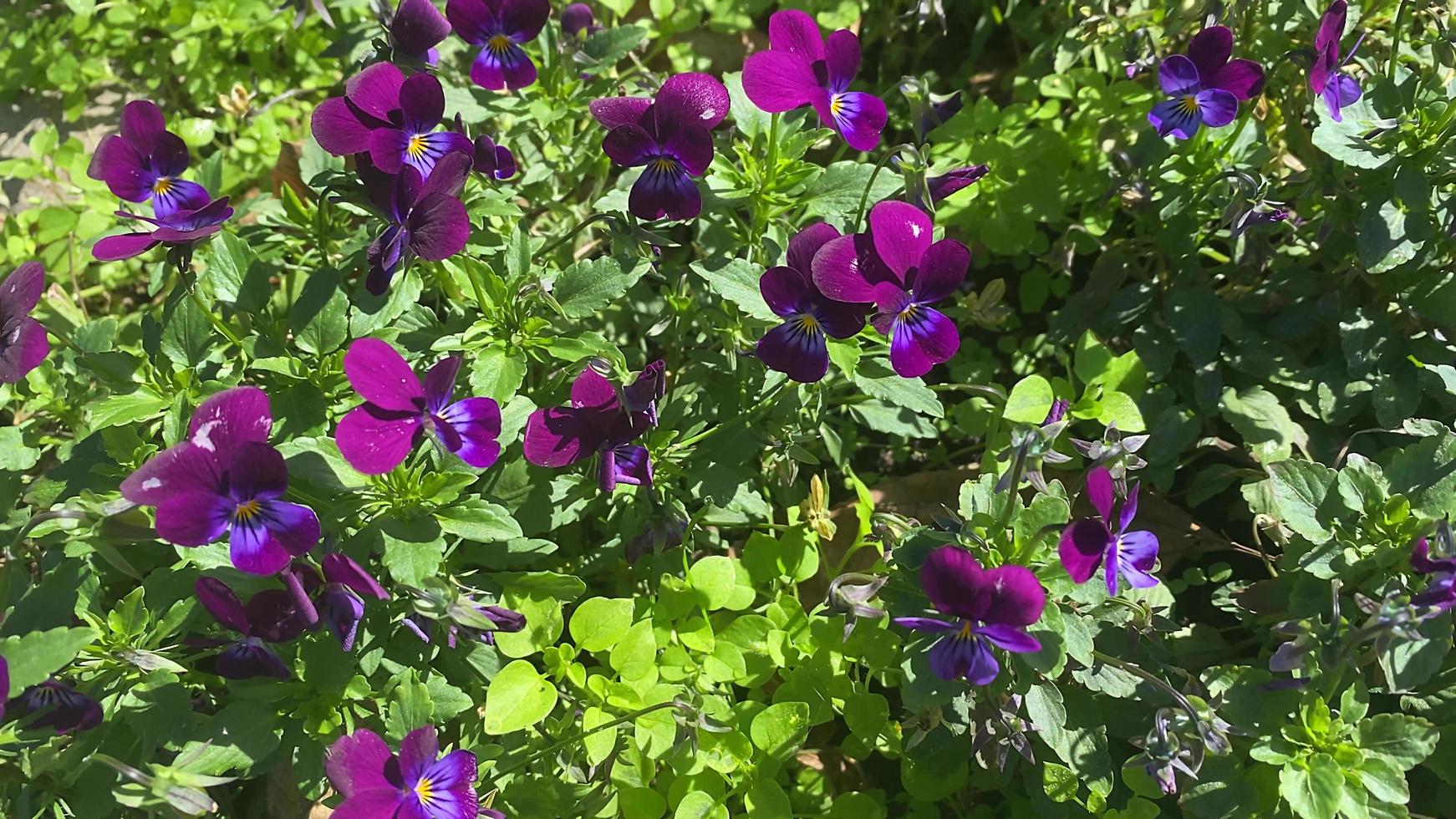 naturlig blommig bakgrund med lila violer foto