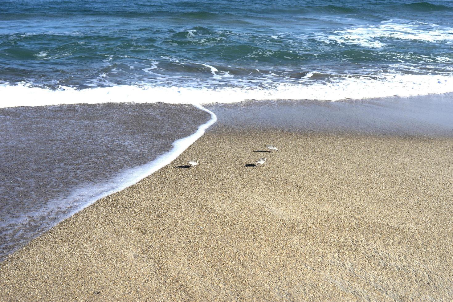 havet bakgrund med fåglar på en sandstrand foto