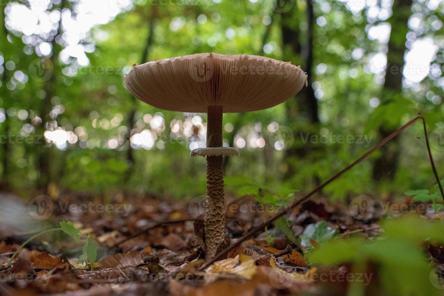 fotografi till tema vacker svampamanita muscaria i skogen foto