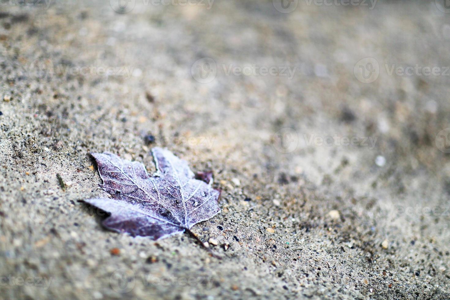 torra gamla löv från träd som ligger ensamt på smutsig sand i parken. foto