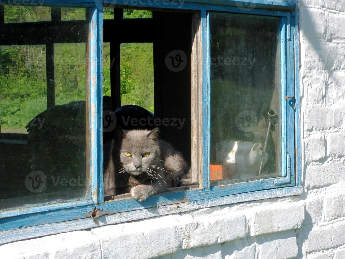 rolig söt randig korthår kattunge, vacker katt sitter av leende foto