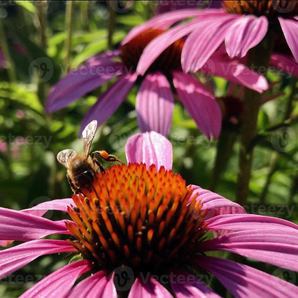 bevingat bi flyger sakta till växten, samla nektar för honung på privat bigård från blomman foto