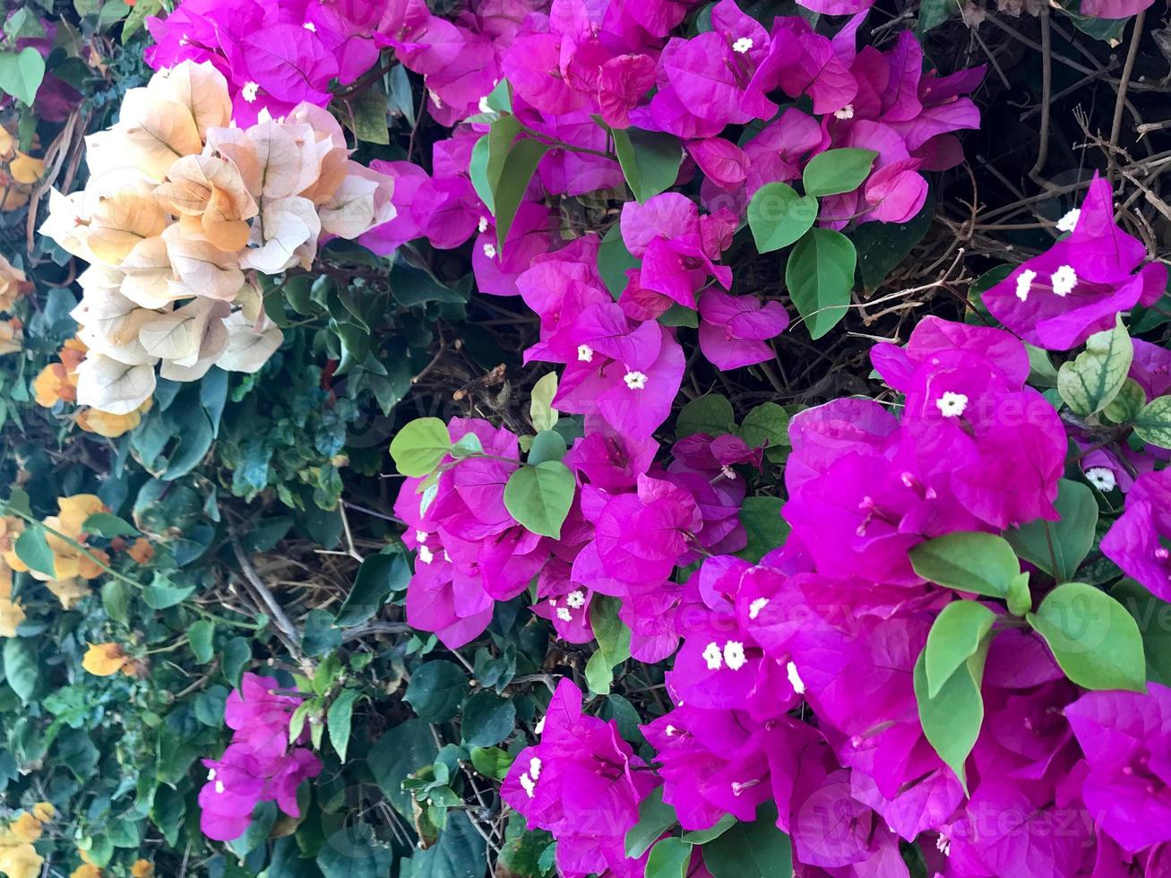 blommande vacker blomma med gröna blad, levande naturlig natur foto