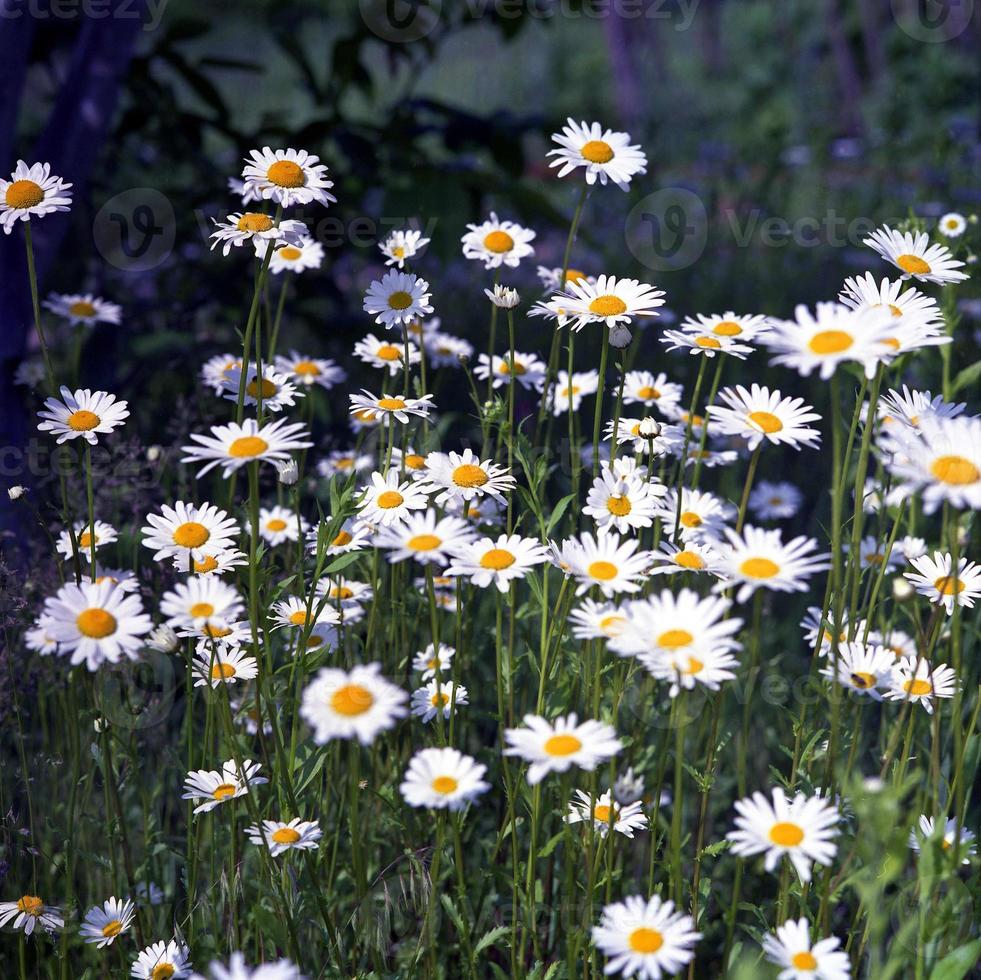 blommande kamomill med blad, levande naturlig natur foto