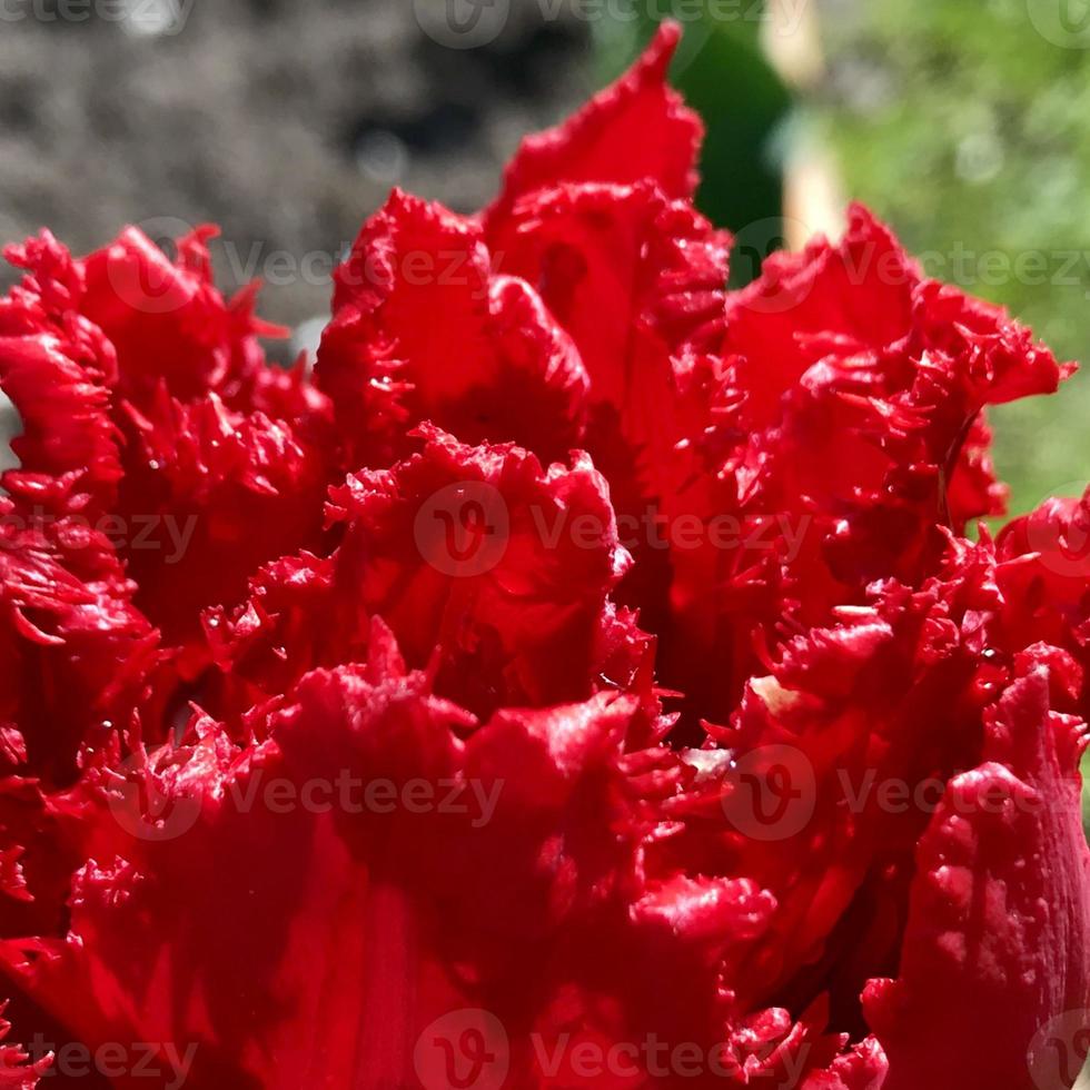 blommande vacker blomma med gröna blad, levande naturlig natur foto