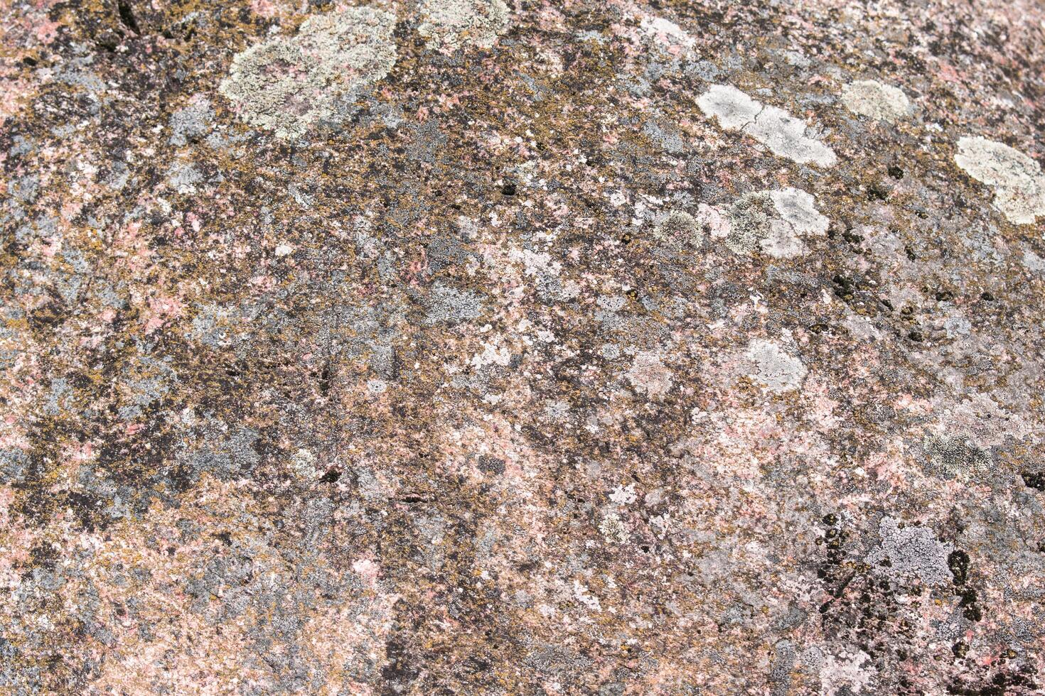 havet rock natur texturerat gröna blad textur. blad textur bakgrund bakgrund av utomhus landskap på bakgrund foto