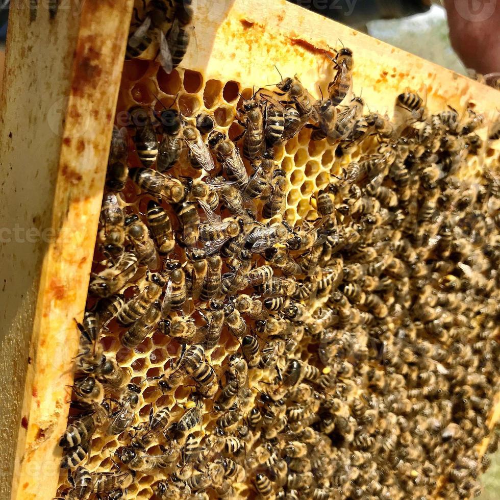 bevingade bi flyger sakta för att honungskaka samla nektar foto