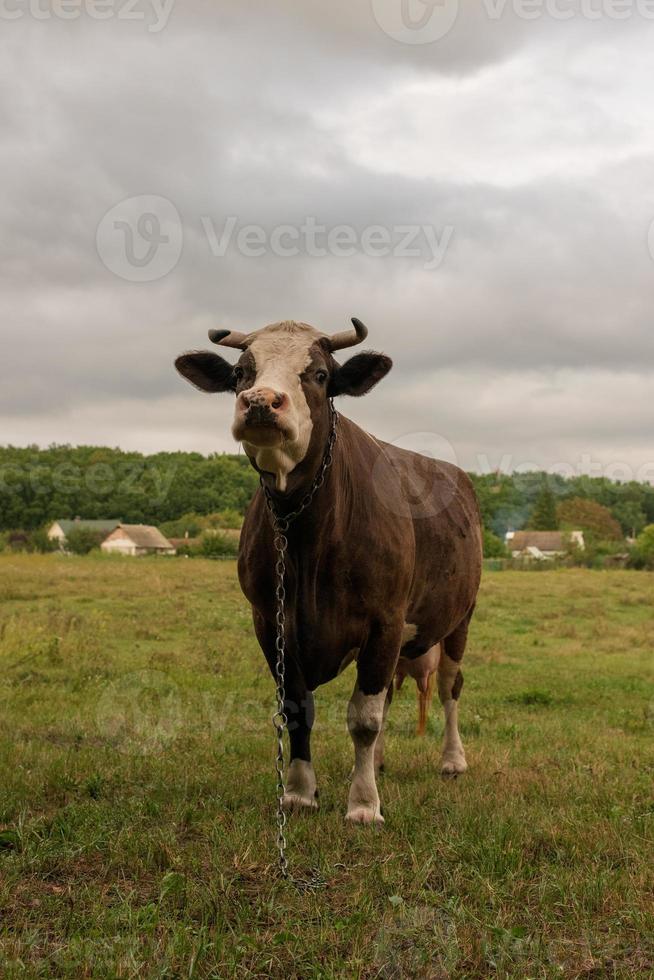 fotografi på temat vackra stora mjölkko betar foto