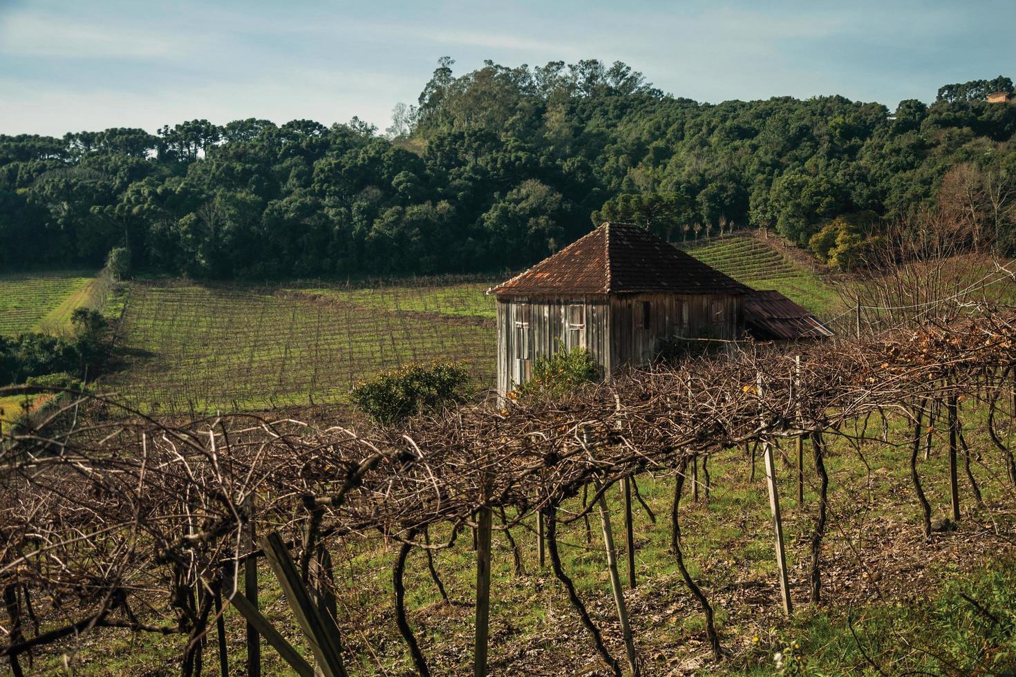 lantligt landskap med gammal bondgård mitt bland vingårdar omgiven av skogklädda kullar nära bento goncalves. en vänlig lantstad i södra Brasilien känd för sin vinproduktion. foto