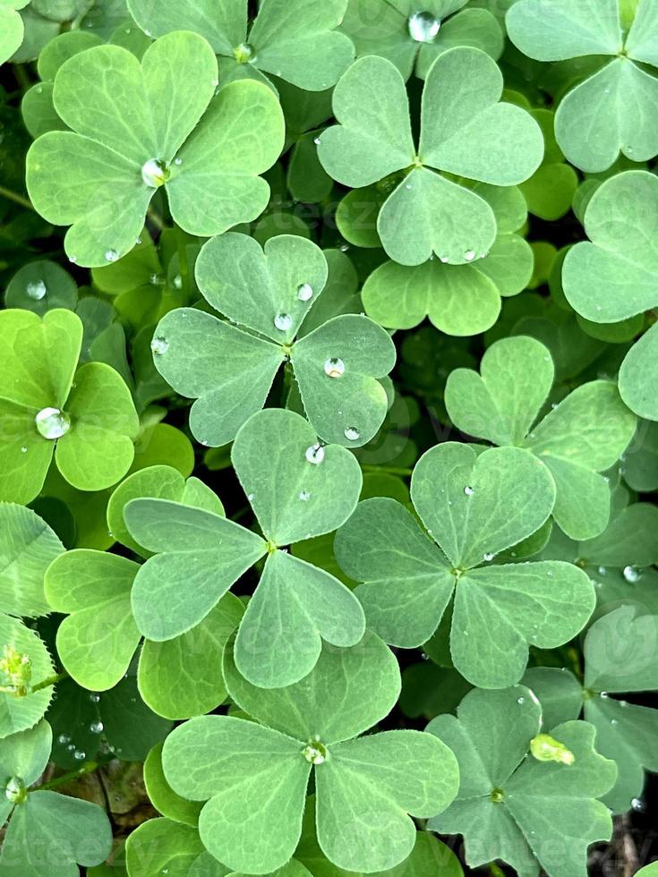 naturlig grön bakgrund med färska gröna klöver blad. vår och sommar tema. shamrock i skogen. st patrick dag bakgrund, semester symbol. makro foto av naturen växt grön klöver