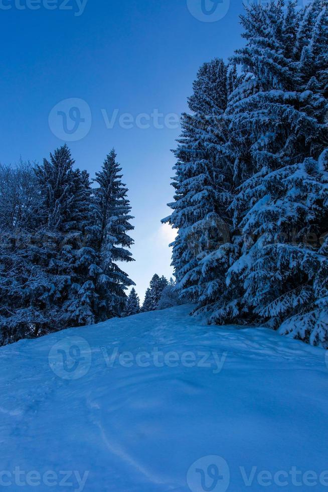 vinter alpskog i de bayerska alperna foto