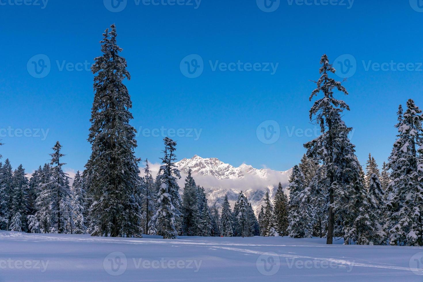 utsikt över tallar på snötäckt fält med berg i bakgrunden foto