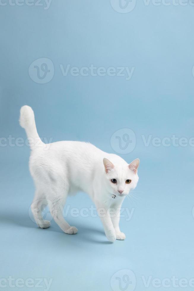 ung vit katt foto