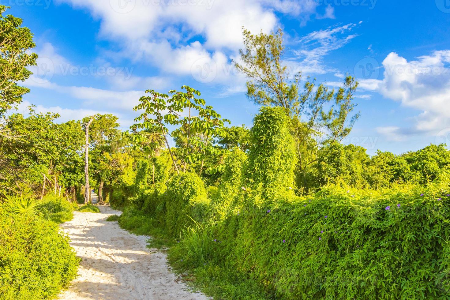 naturlig tropisk mexikansk strand 88 ingång playa del carmen mexico. foto