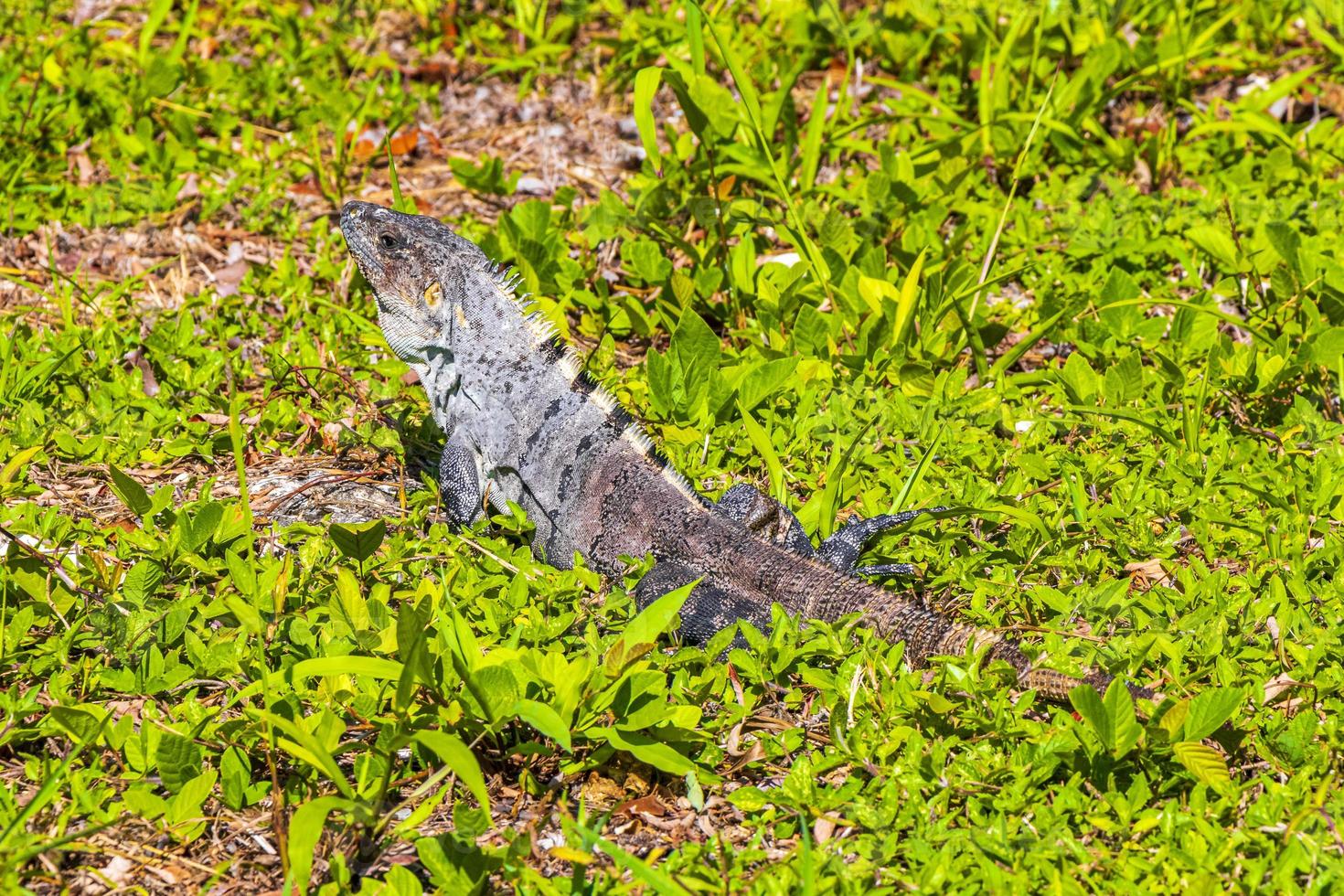 mexikansk leguan ligger på grönt gräs naturskog i Mexiko. foto