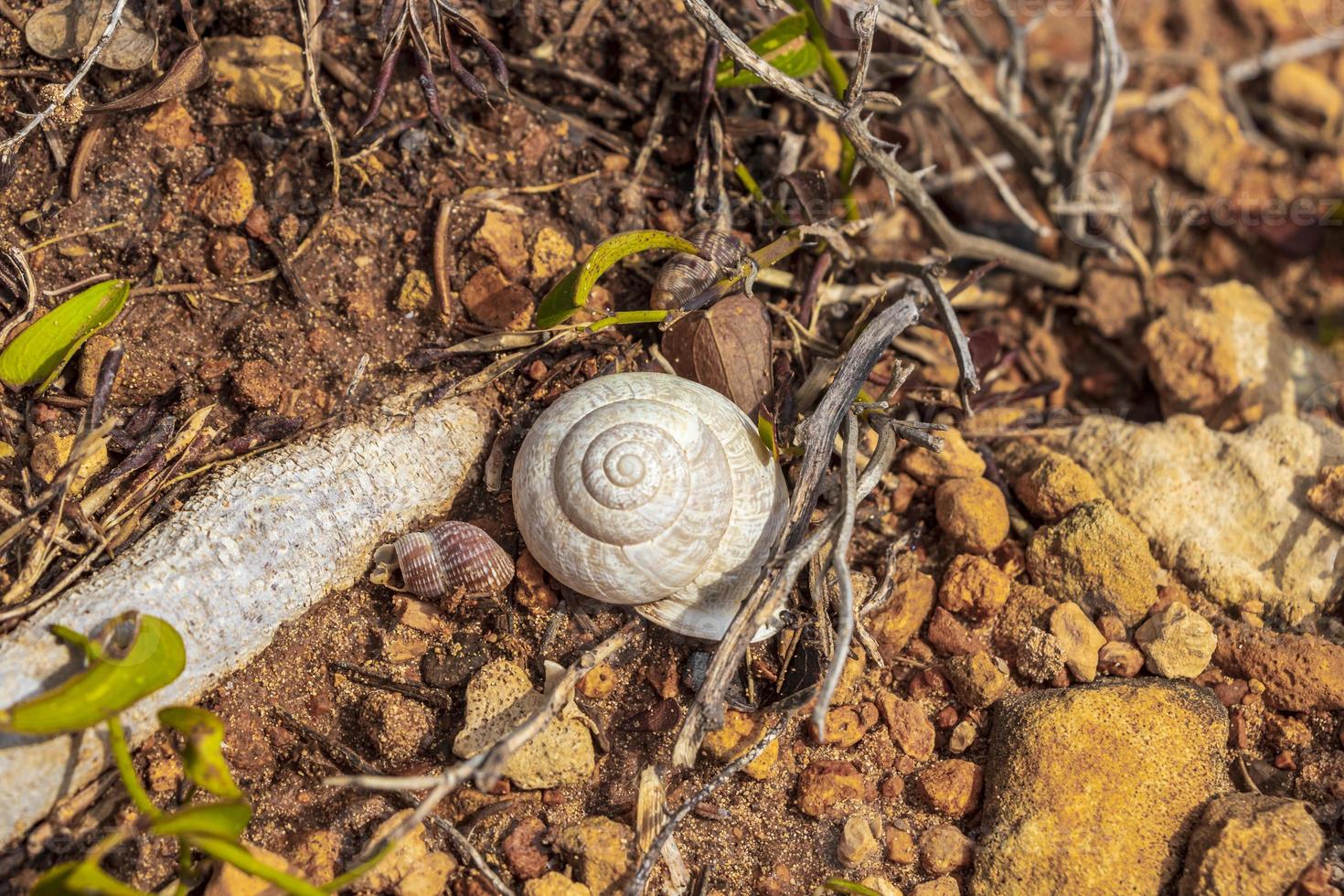 liten vit mussla på marken mallorca spanien. foto