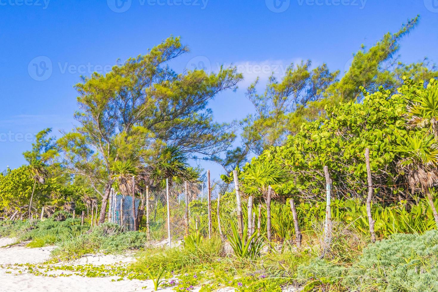 tropisk mexikansk naturlig strand med skog playa del carmen mexico. foto