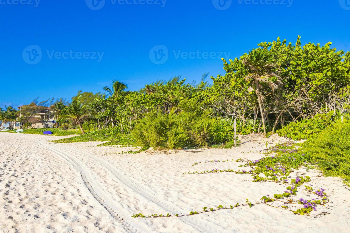 tropisk mexikansk naturlig strand med skog playa del carmen mexico. foto