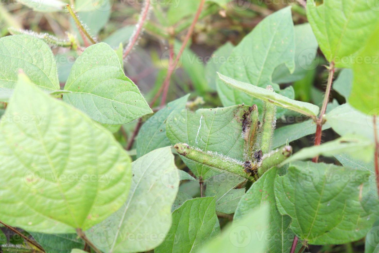 vigna mungo gård i fältet foto