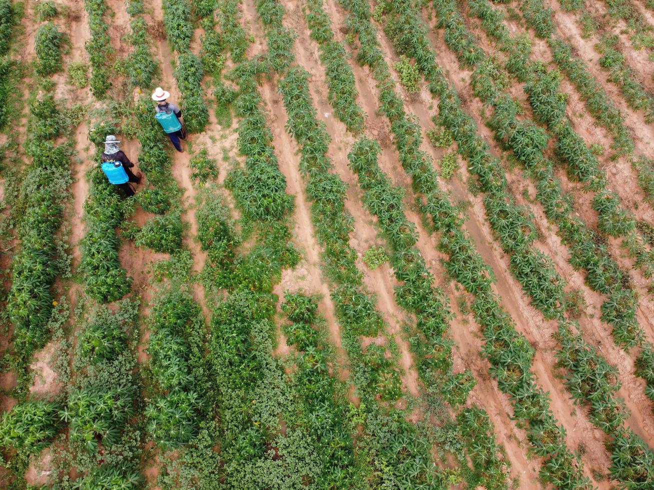 bönder sprejar giftiga bekämpningsmedel eller bekämpningsmedel på jordbrukstomter. ogräsbekämpning industriellt jordbruk tema. flygbilder av drönare foto