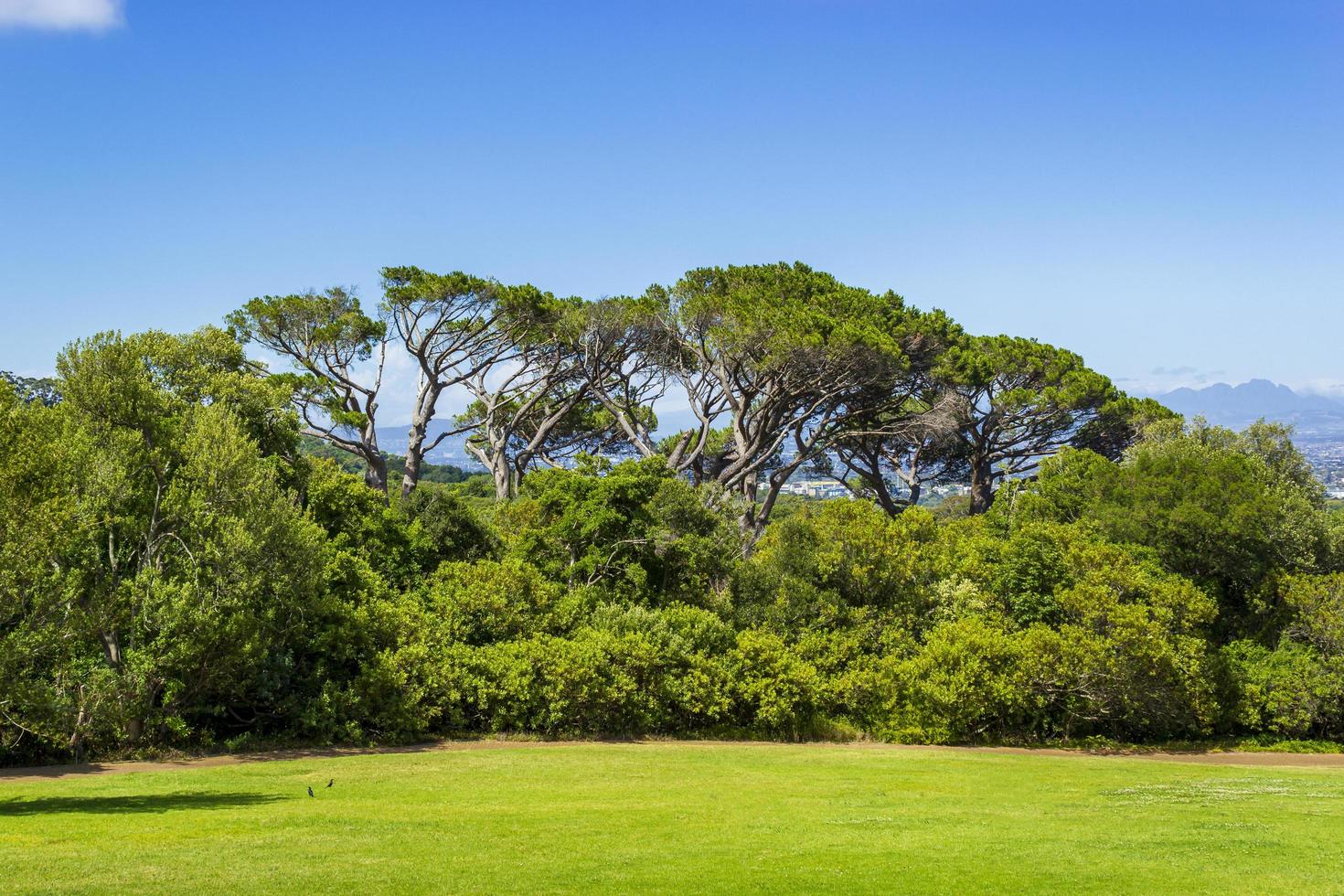 enorma sydafrikanska träd i Kirstenbosch botaniska trädgård, Kapstaden. foto