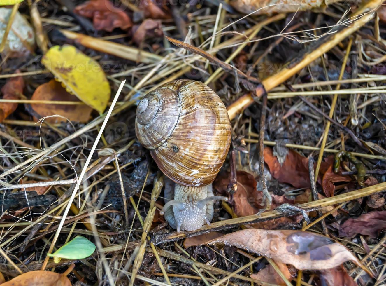 stor trädgårdssnigel i skal som kryper på våt väg foto