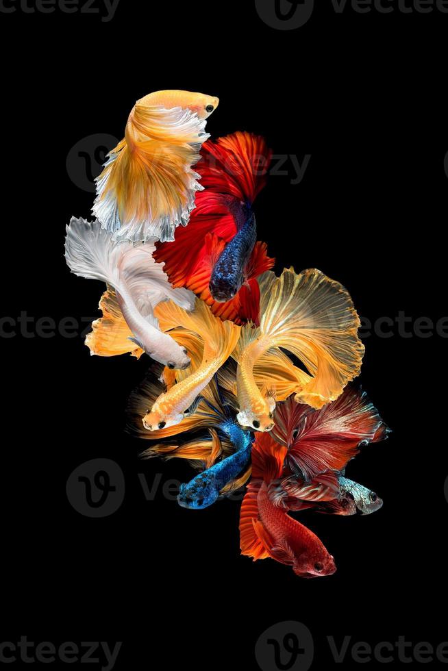 närbild konst rörelse av betta fisk eller siamesisk kampfisk isolerad på svart background.fine art designkoncept. foto