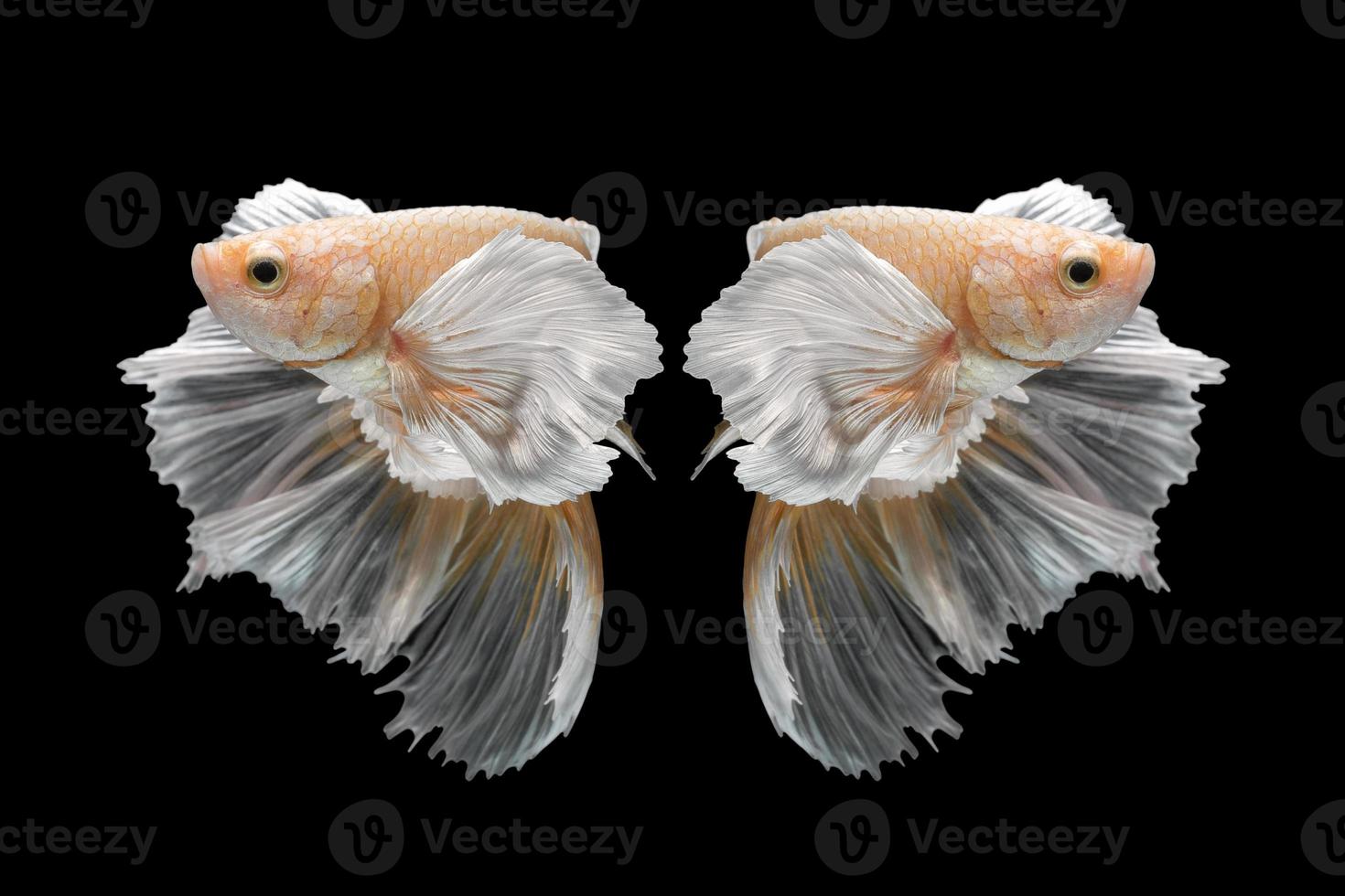 abstrakt närbild konströrelse av betta fisk, siamesisk kampfisk isolerad på svart background.fine art designkoncept. foto