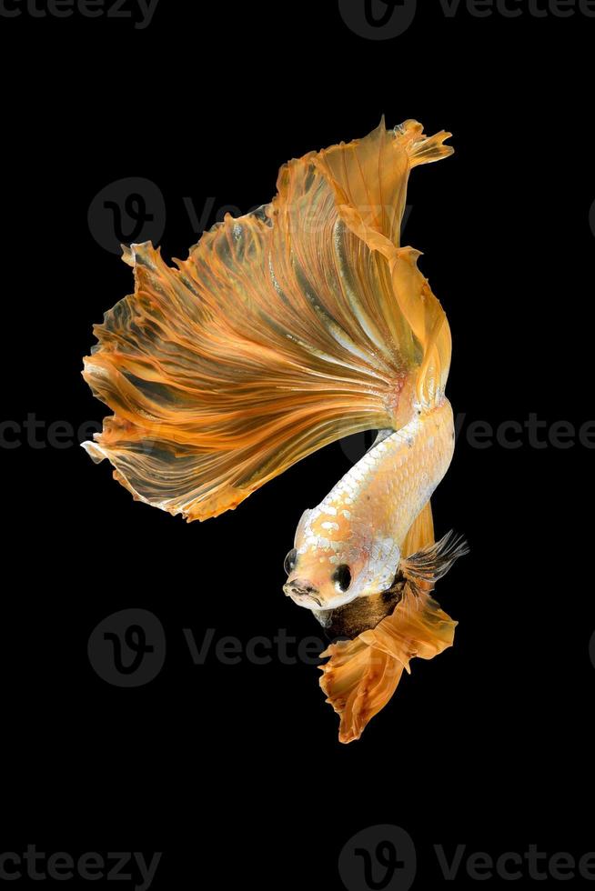 närbild konst rörelse av betta fisk, siamesisk kampfisk isolerad på svart background.fine art designkoncept. foto