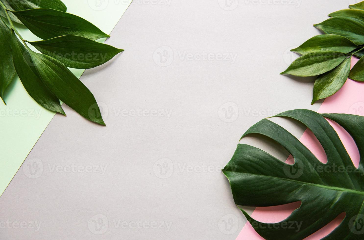 tropiska löv och monstera blad foto