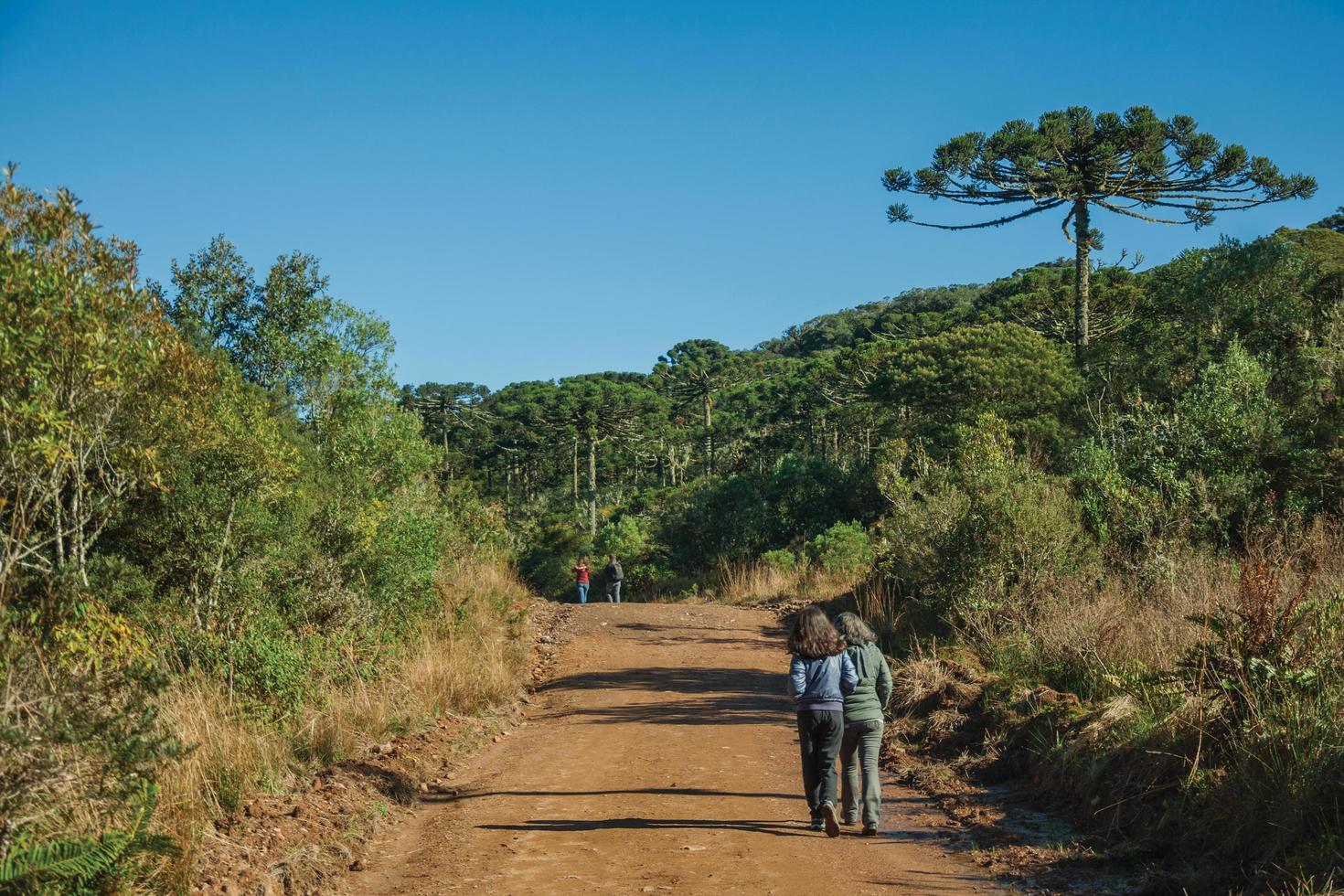 människor som vandrar på grusväg genom skogen med tallar i nationalparken aparados da serra, nära cambara do sul. en liten lantstad i södra Brasilien med fantastiska naturliga turistattraktioner. foto