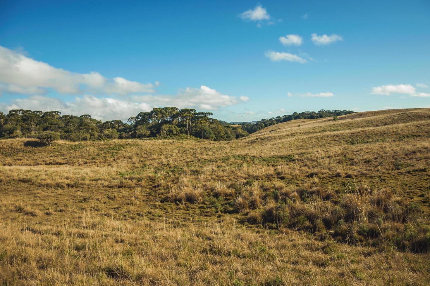 landskap av lantliga lågland som kallas pampas med gröna dungar och torra buskar som täcker kullarna nära cambara do sul. en liten lantstad i södra Brasilien med fantastiska naturliga turistattraktioner. foto